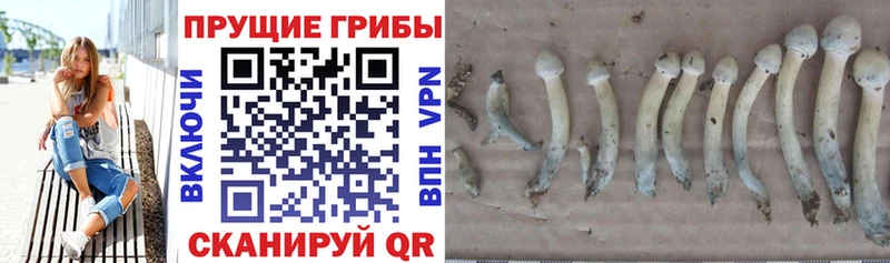 купить наркотик  Ковдор  Псилоцибиновые грибы мухоморы 